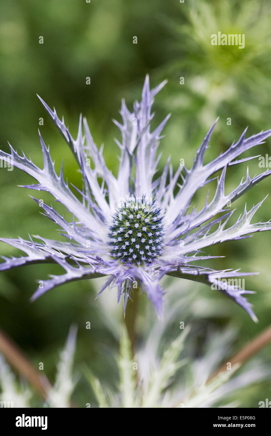 Eryngium fiori. In prossimità del mare-holly fiore. Foto Stock