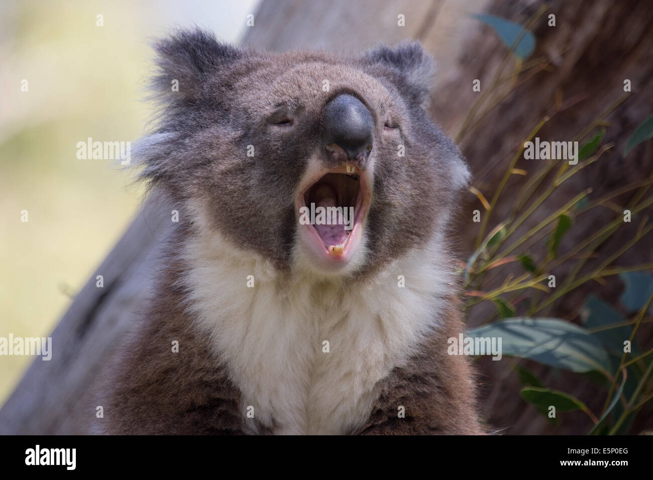 Un Australian Koala rilassante tra un alto gum tree. Foto Stock