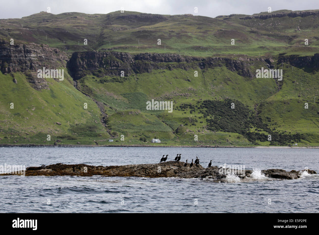 Gruppo di Shags seduto su una roccia nel suono di Ulva, Isle of Mull, Scozia, Luglio 2014 Foto Stock