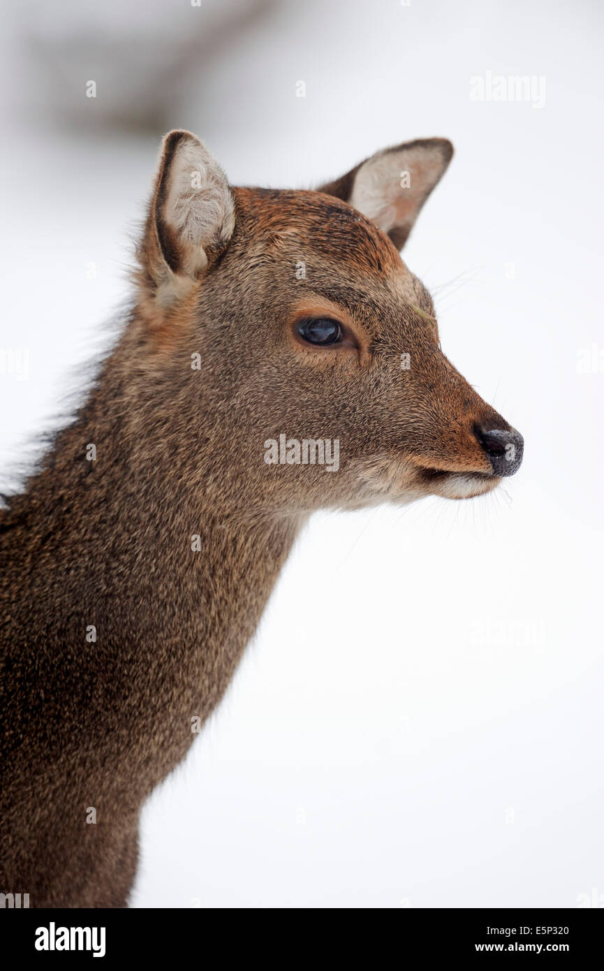 Giapponese cervi sika o giapponese cervo (Cervus nippon NIPPON), femmina in inverno Foto Stock