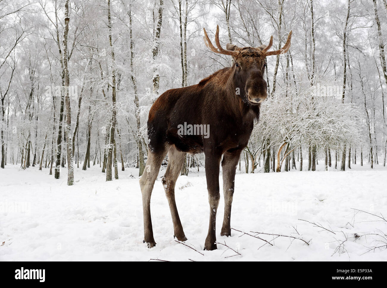 Unione Elk, Europeo alci, Eurasian elk o alci eurasiatica (Alces alces alces), Bull in inverno Foto Stock