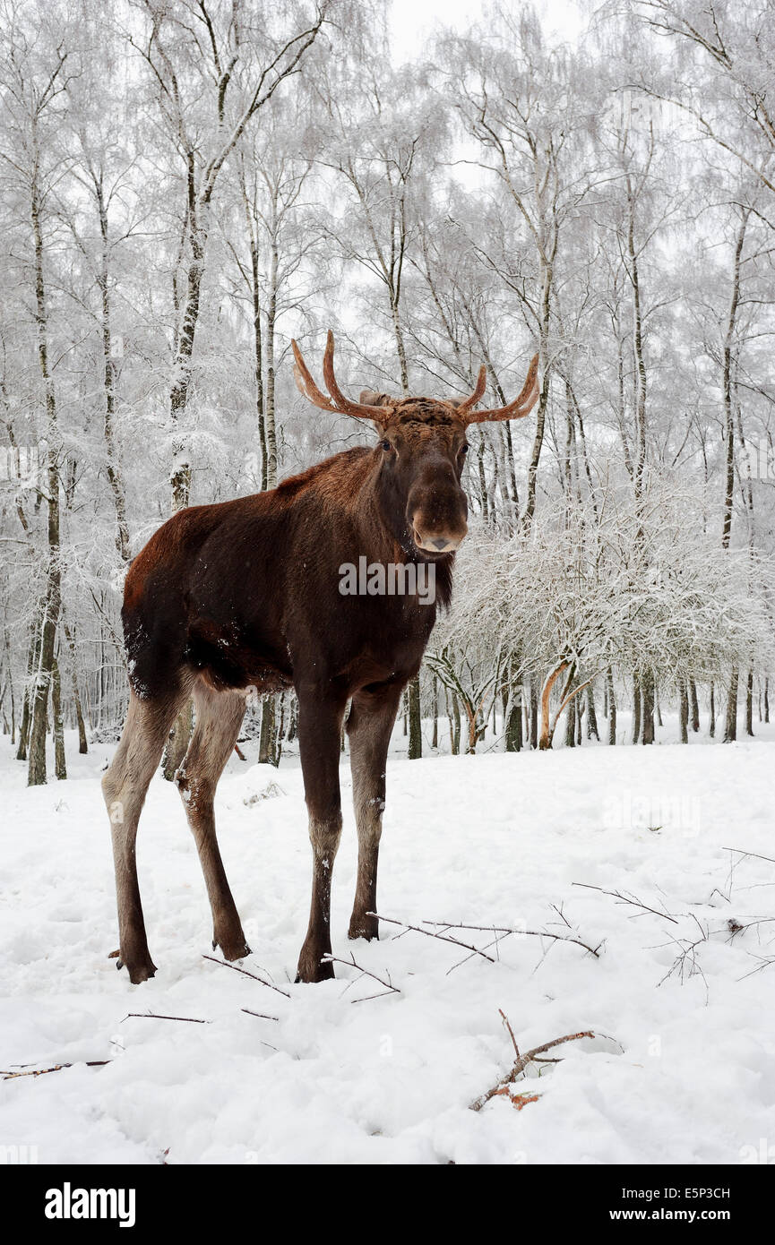Unione Elk, Europeo alci, Eurasian elk o alci eurasiatica (Alces alces alces), Bull in inverno Foto Stock