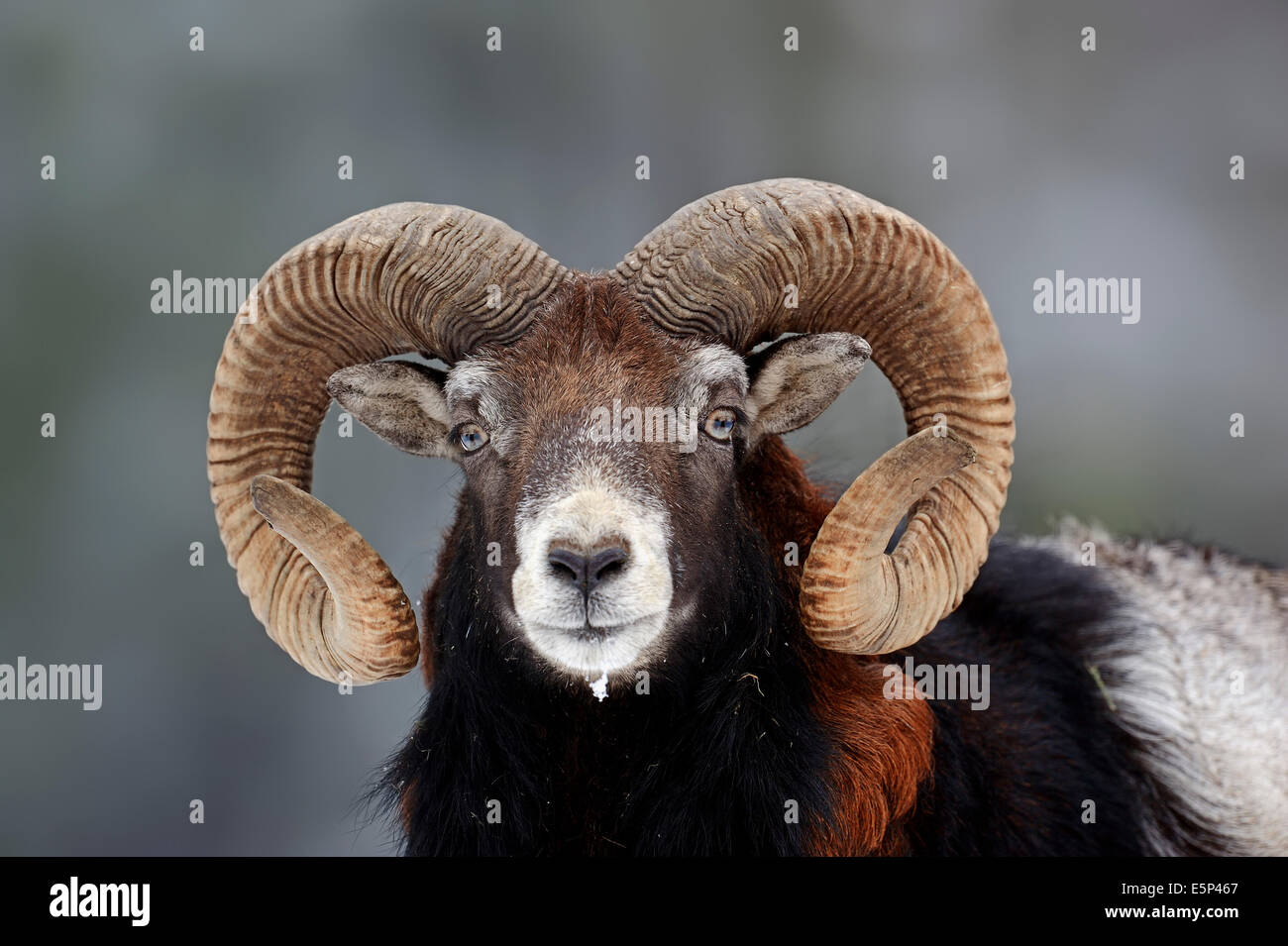 Muflone Europeo (Ovis orientalis musimon, Ovis gmelini musimon), RAM Foto Stock