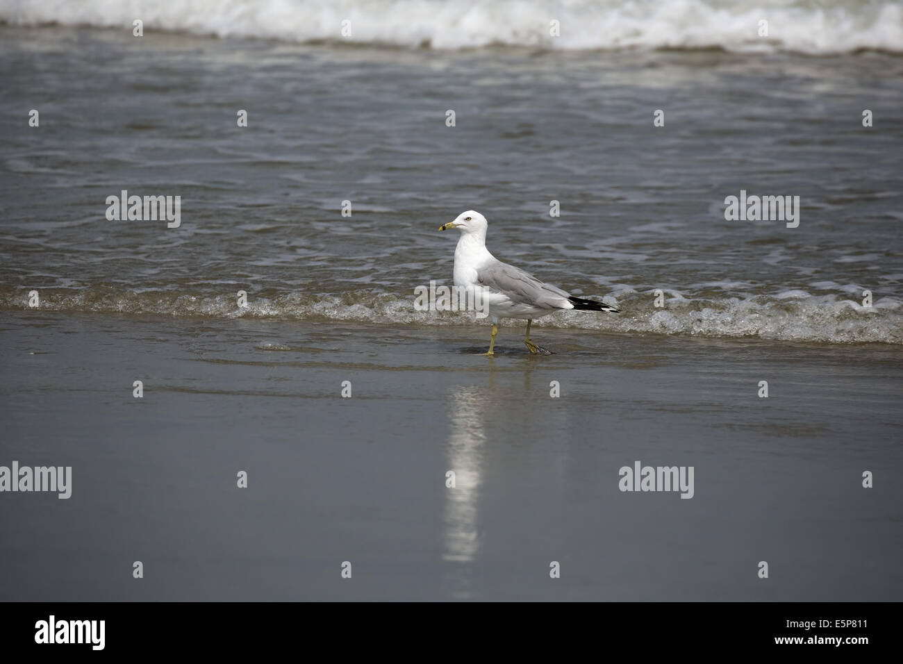 Seagull nel surf su Garden City South Carolina Seashore Foto Stock