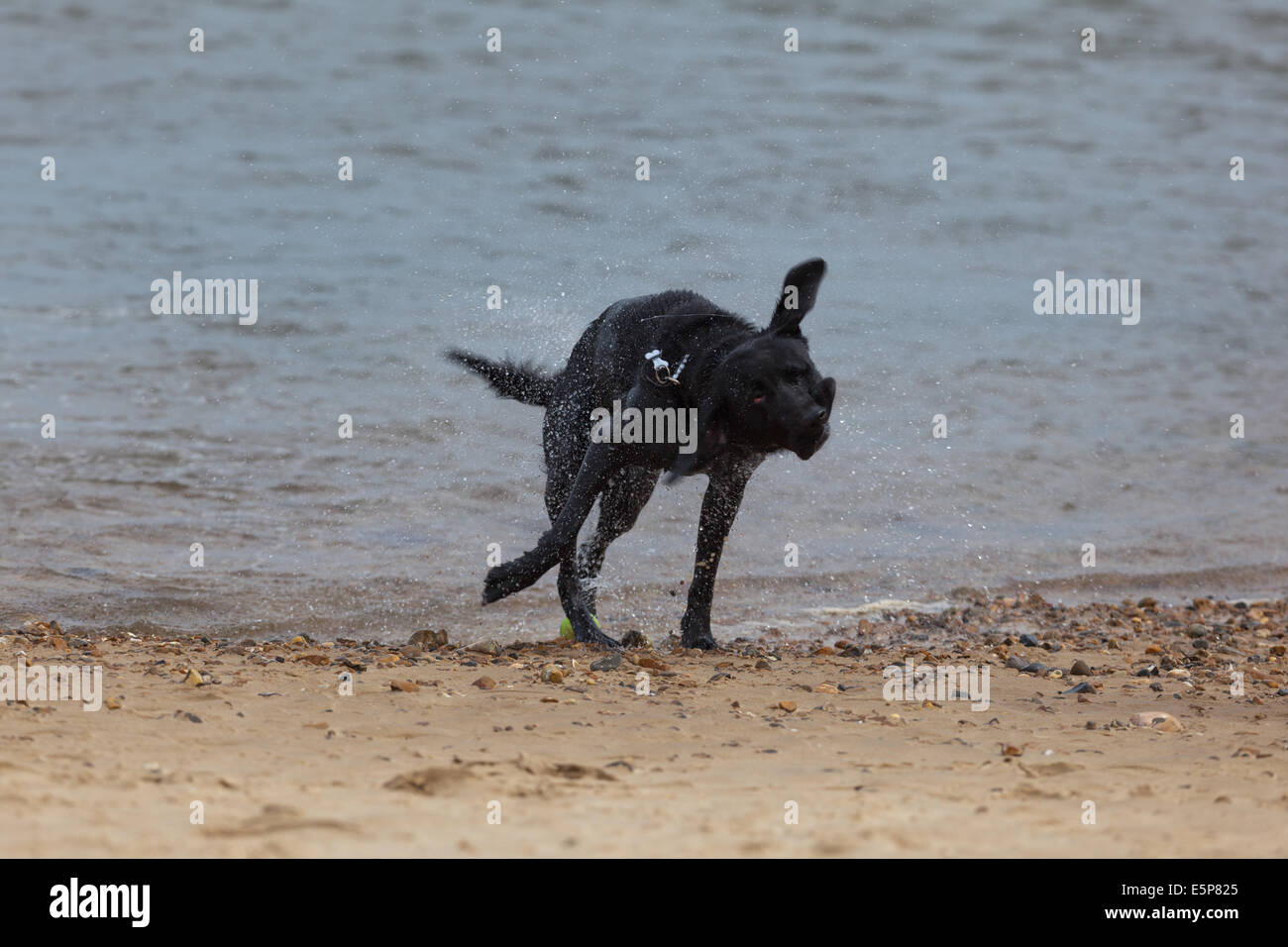 Cane che emergono dal mare e scuotimento Foto Stock