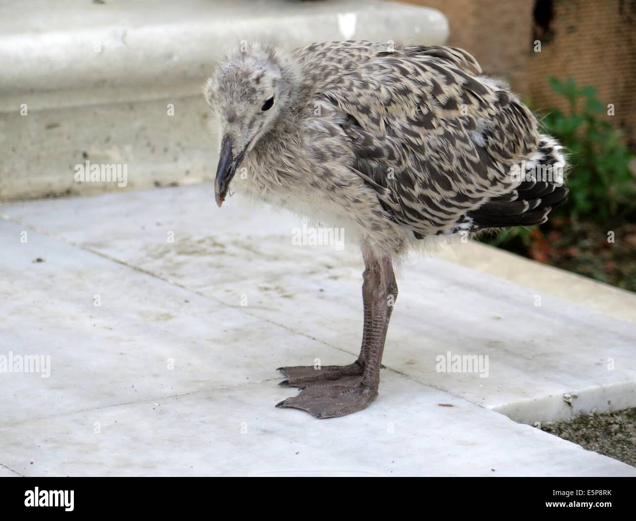 Baby Seagull sulla Heybeliada Istanbul Turchia Foto Stock