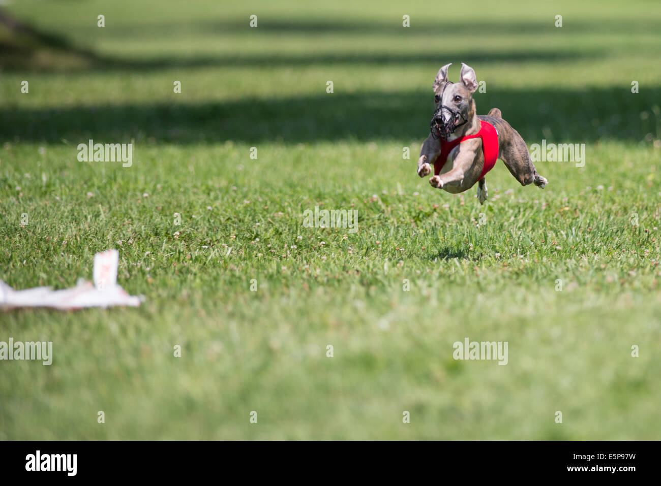 Cane insegue l'esca in un corso di lure la concorrenza Foto Stock