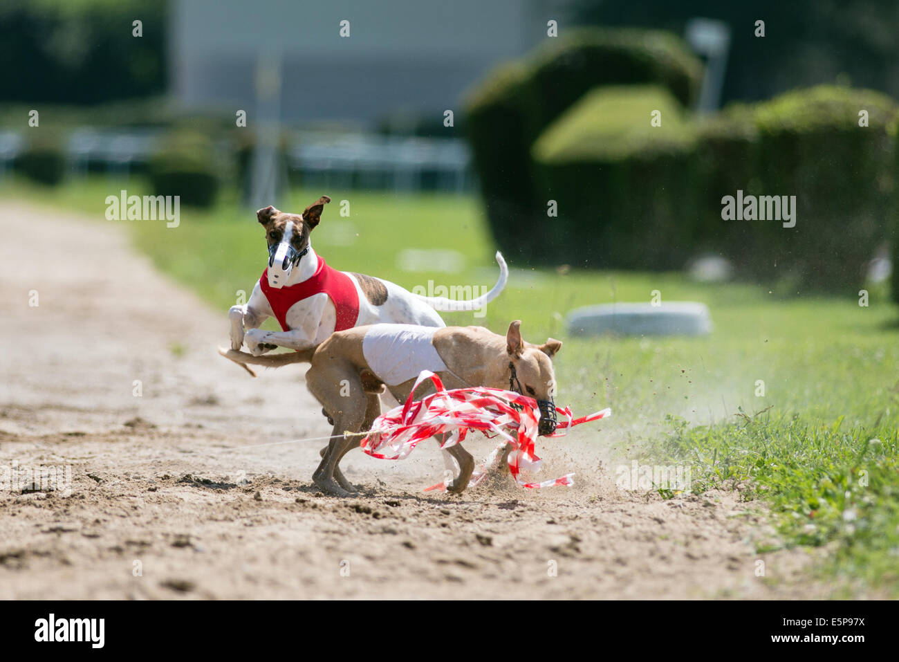 Cane insegue l'esca in un corso di lure la concorrenza Foto Stock