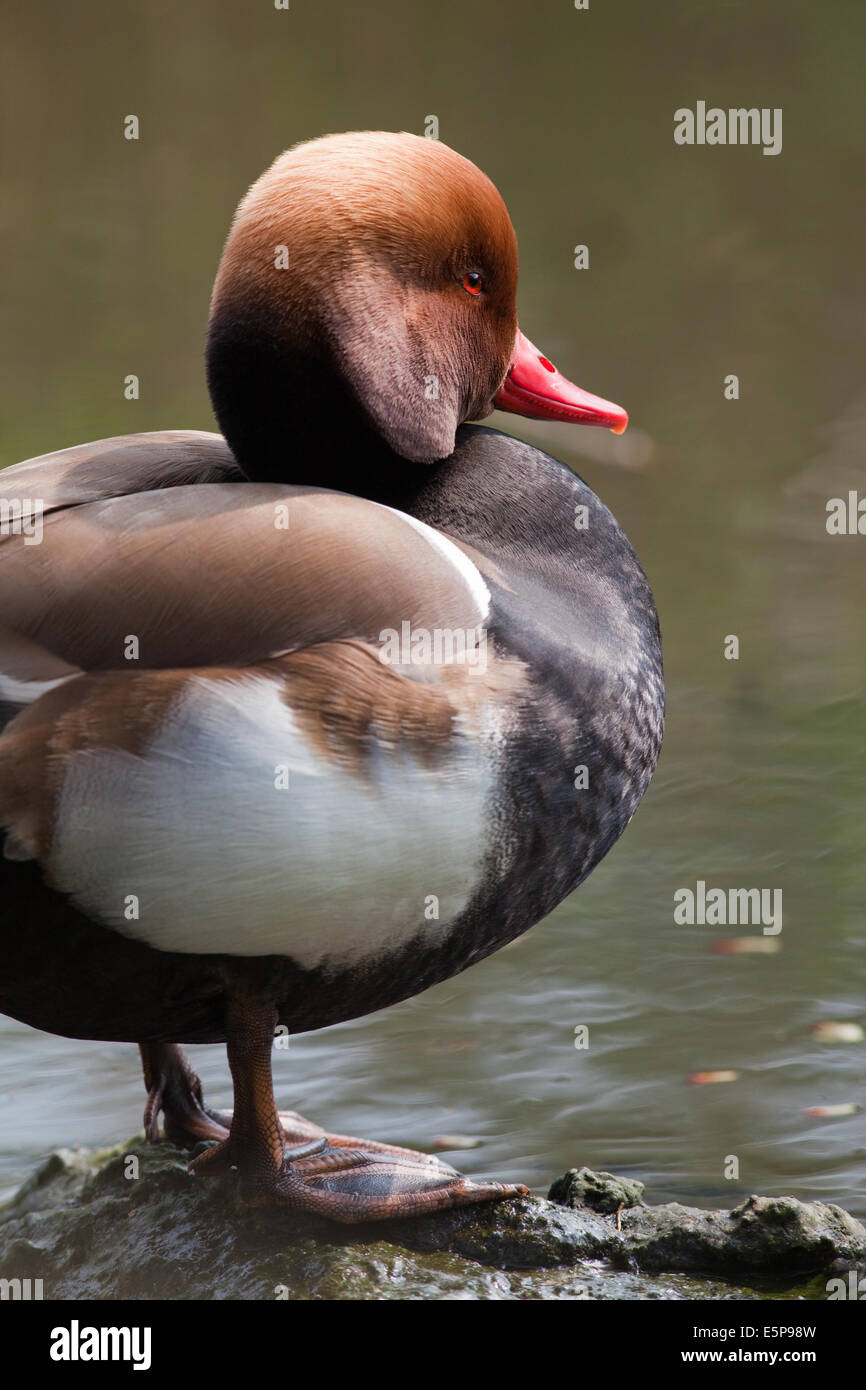 Rosso-crested Pochard (Netta rufina). Drake, o maschio. Piumaggio di allevamento. Foto Stock