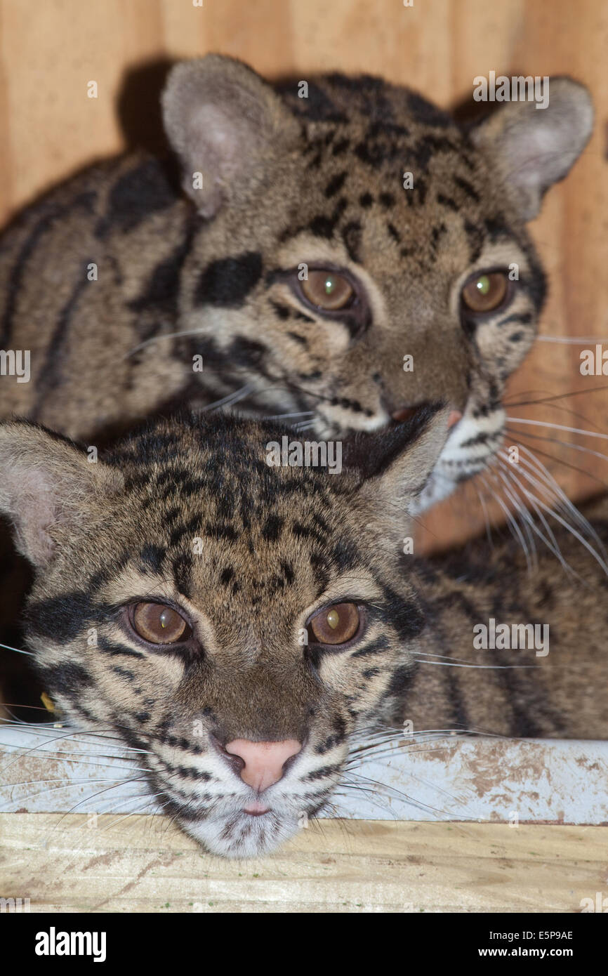 Offuscato Leopardi (Neofelis nebulosa). Sub-animali adulti allevati in un giardino zoologico. Foto Stock