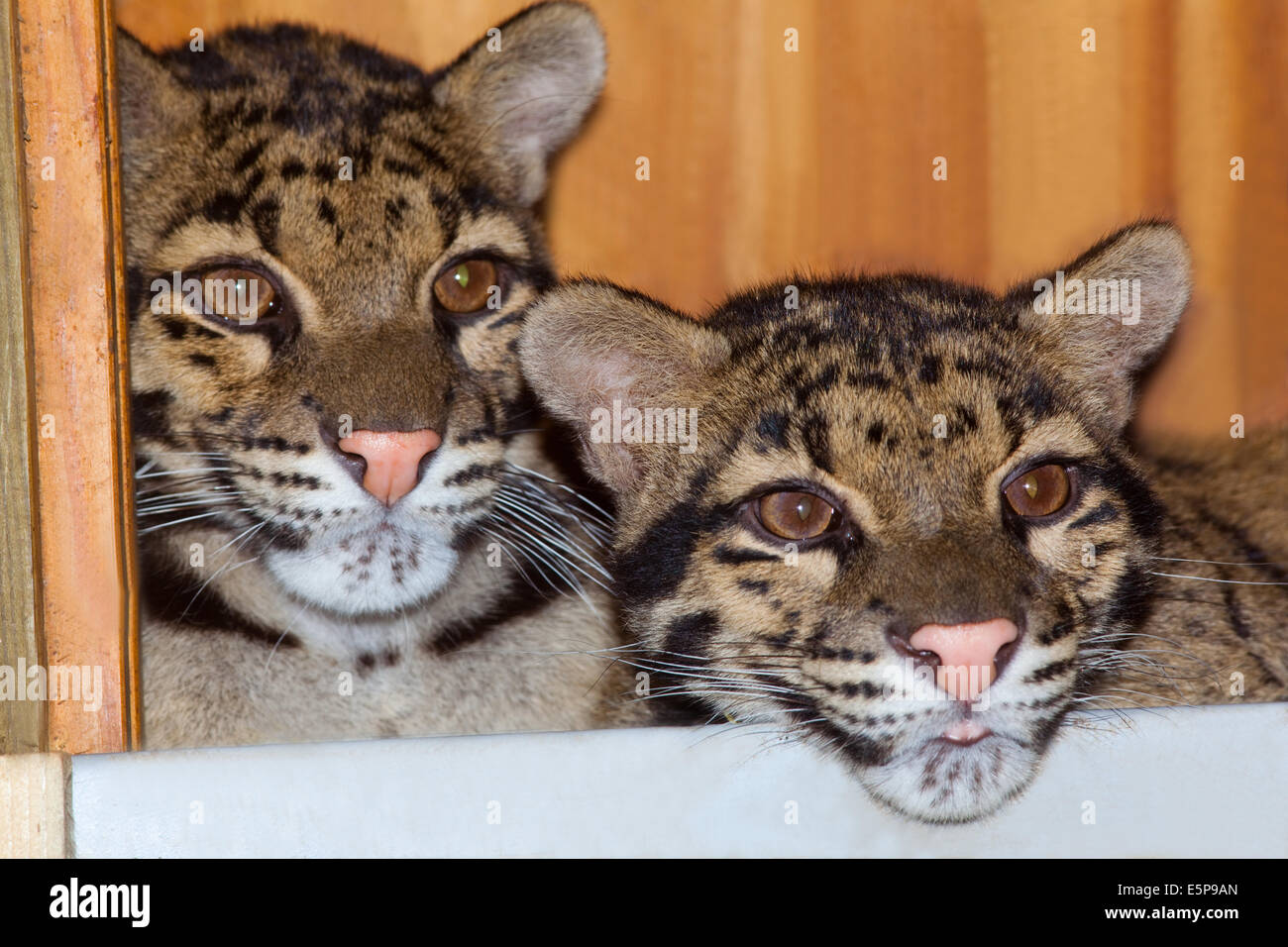 ​Clouded Leopardi (Neofelis nebulosa). Di sentirsi al sicuro in una scatola di nido all'interno di un involucro in un zoo. Foto Stock