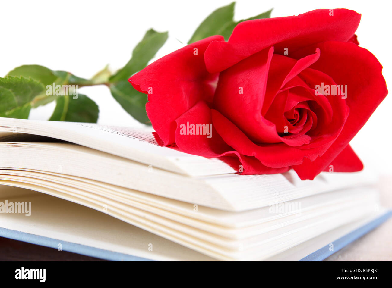 Libro aperto ed una rosa rossa sulle pagine del libro su sfondo bianco,  romantico aspetto, concetto di poesia Foto stock - Alamy