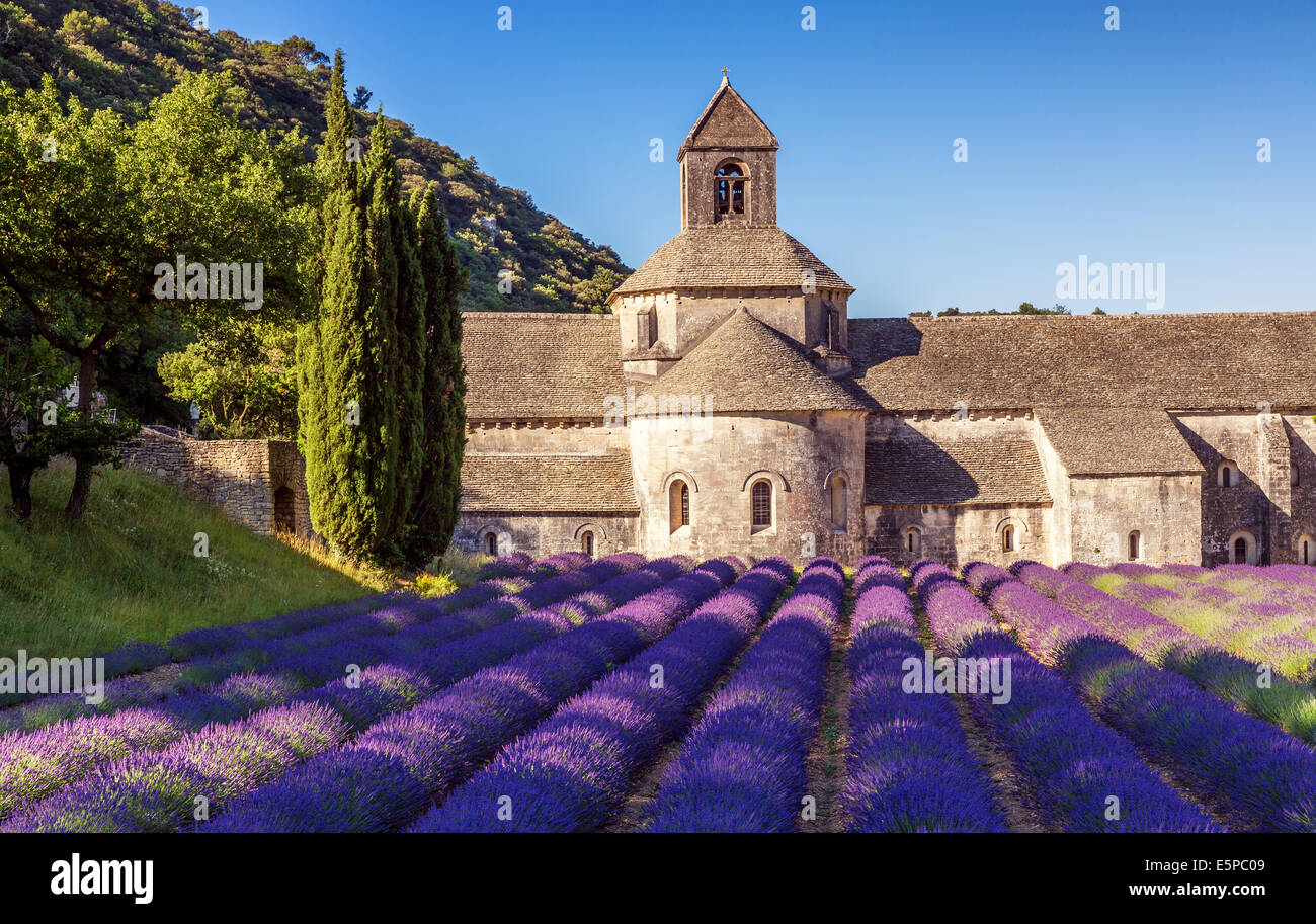 La romanica Abbazia Cistercense di Notre Dame di Senanque impostato tra la fioritura di campi di lavanda, vicino a Gordes, Provenza, Francia Foto Stock