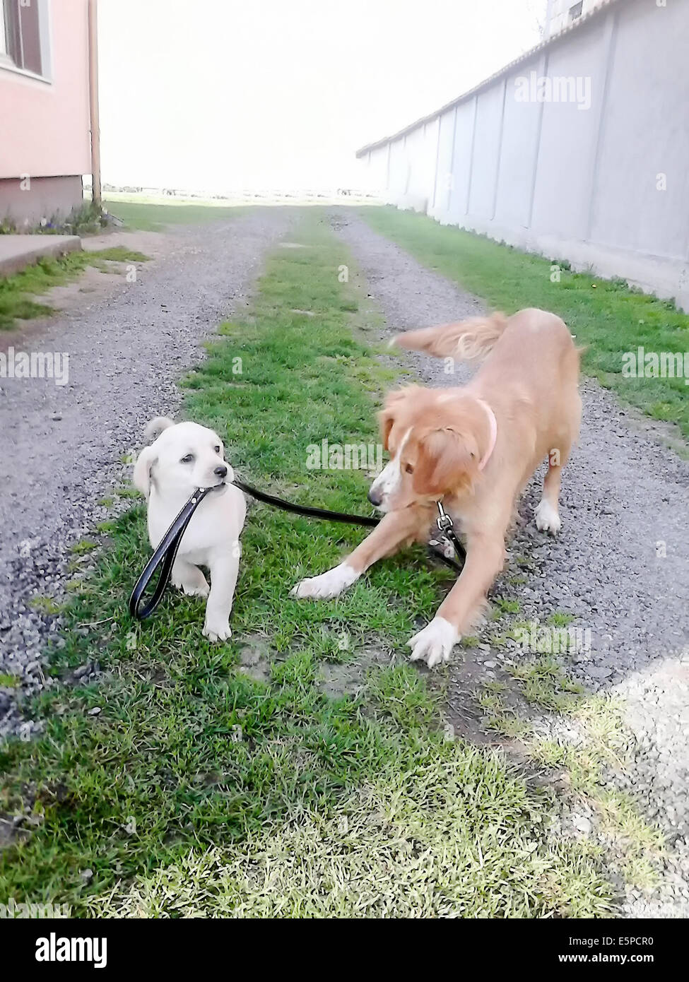 Due cucciolo cani a piedi ogni altro il guinzaglio, amicizia tra due cani giocando, piccolo cane camminando big cane al guinzaglio, Guid Foto Stock