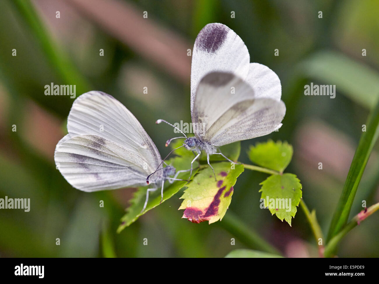 Rituali di corteggiamento di legno bianco farfalle. Legno quercino, Chiddingfold, Surrey, Inghilterra. Foto Stock