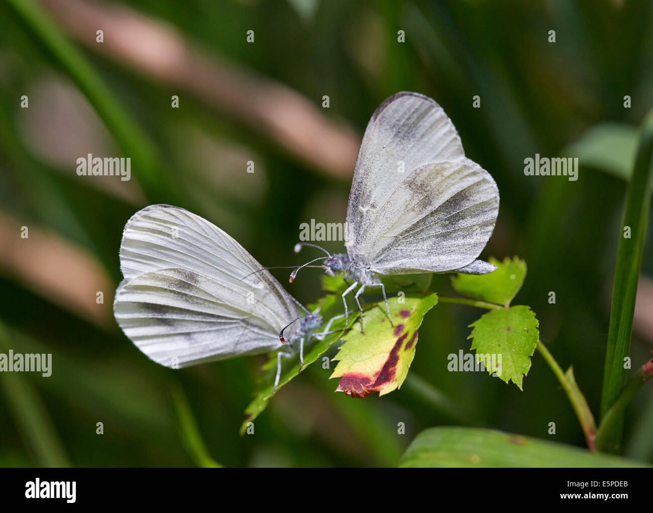 Rituali di corteggiamento di legno bianco farfalle. Legno quercino, Chiddingfold, Surrey, Inghilterra. Foto Stock