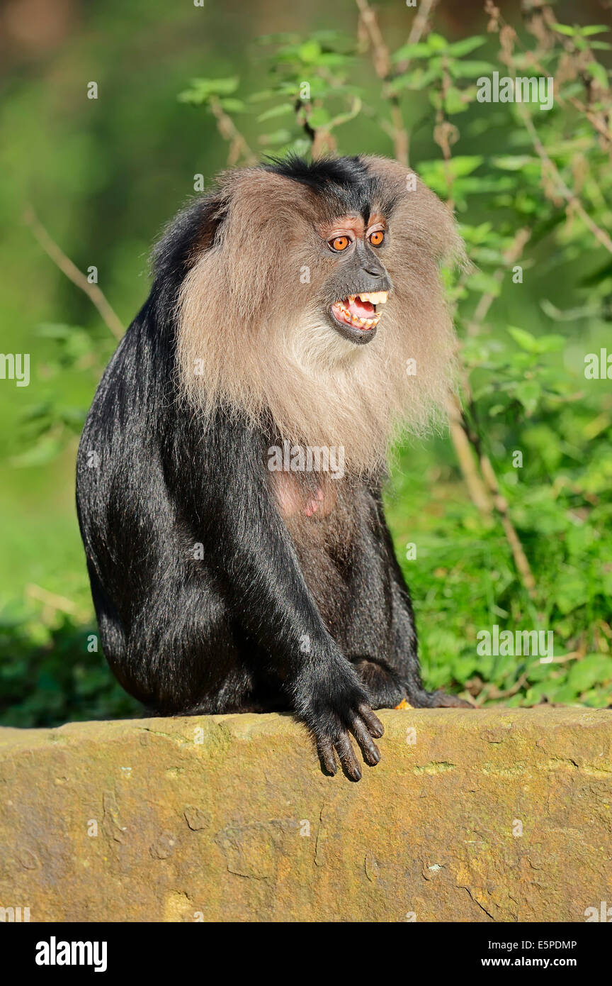 Lion-coda Macaque o Wanderoo (Macaca silenus), femmina chiamando, captive, Germania Foto Stock