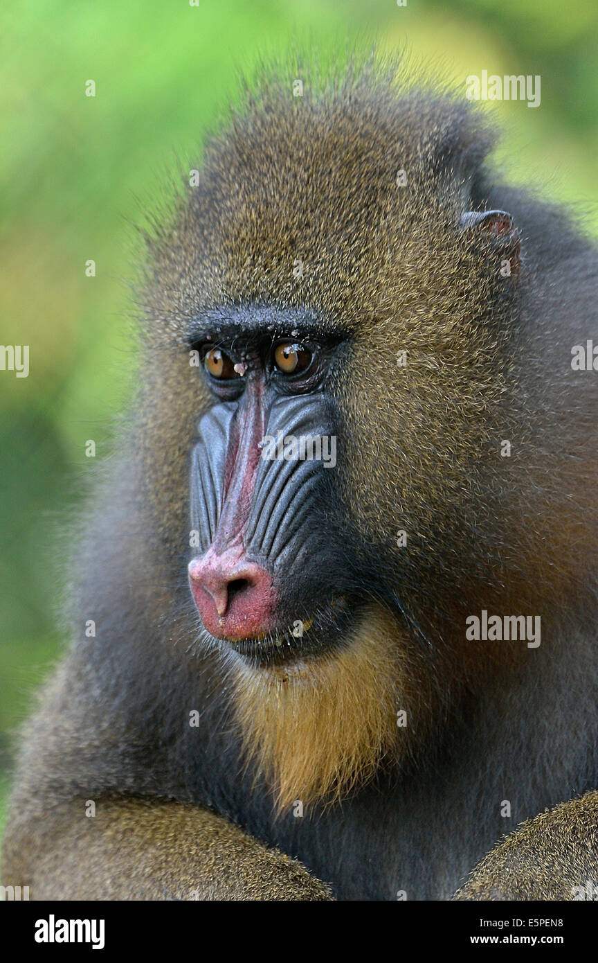 Mandrill (Mandrillus sphinx), femmina, animale ritratto, captive, regione sud-occidentale, Camerun Foto Stock