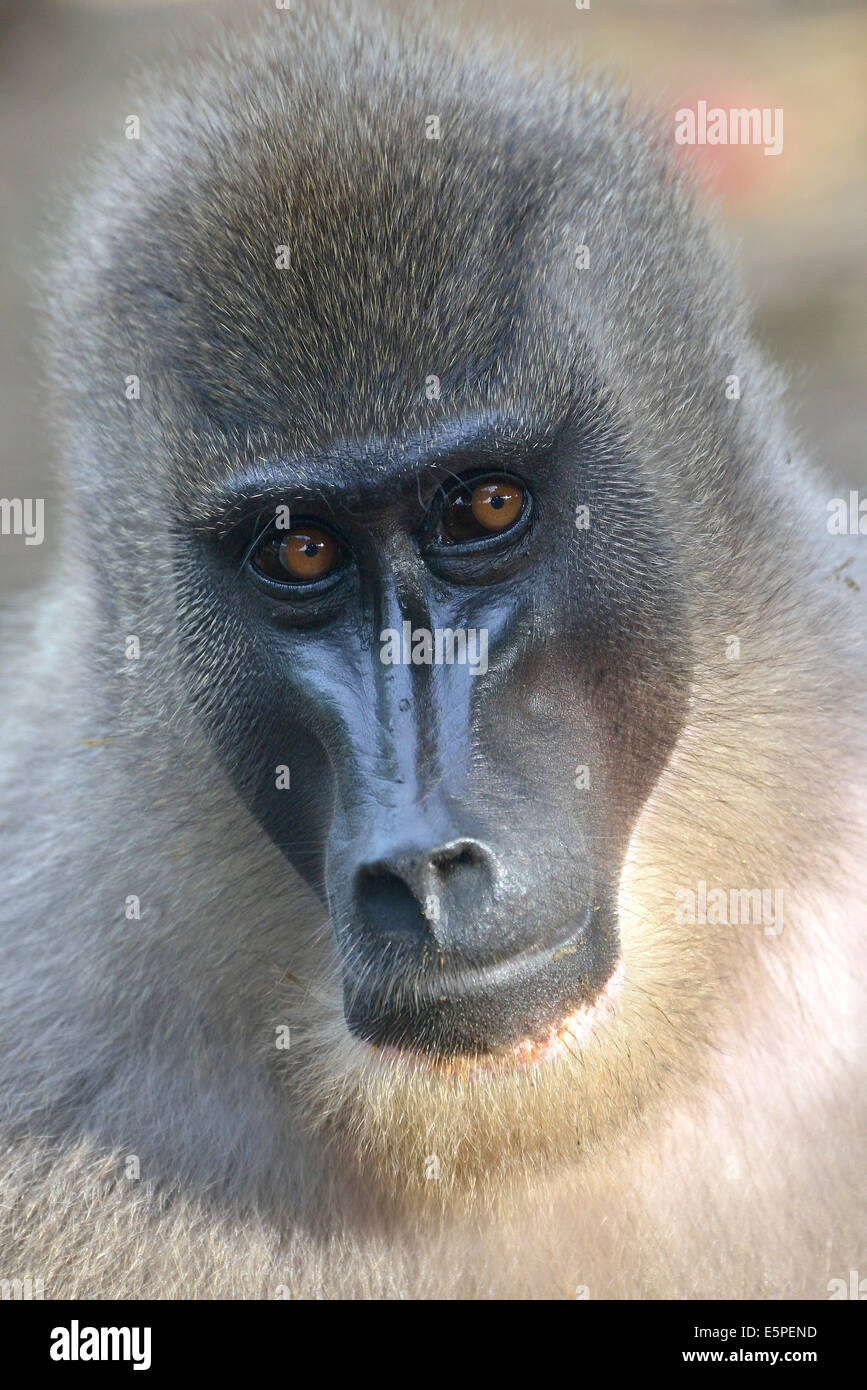 Trapano (Mandrillus leucophaeus), femmina, animale ritratto, captive, regione sud-occidentale, Camerun Foto Stock