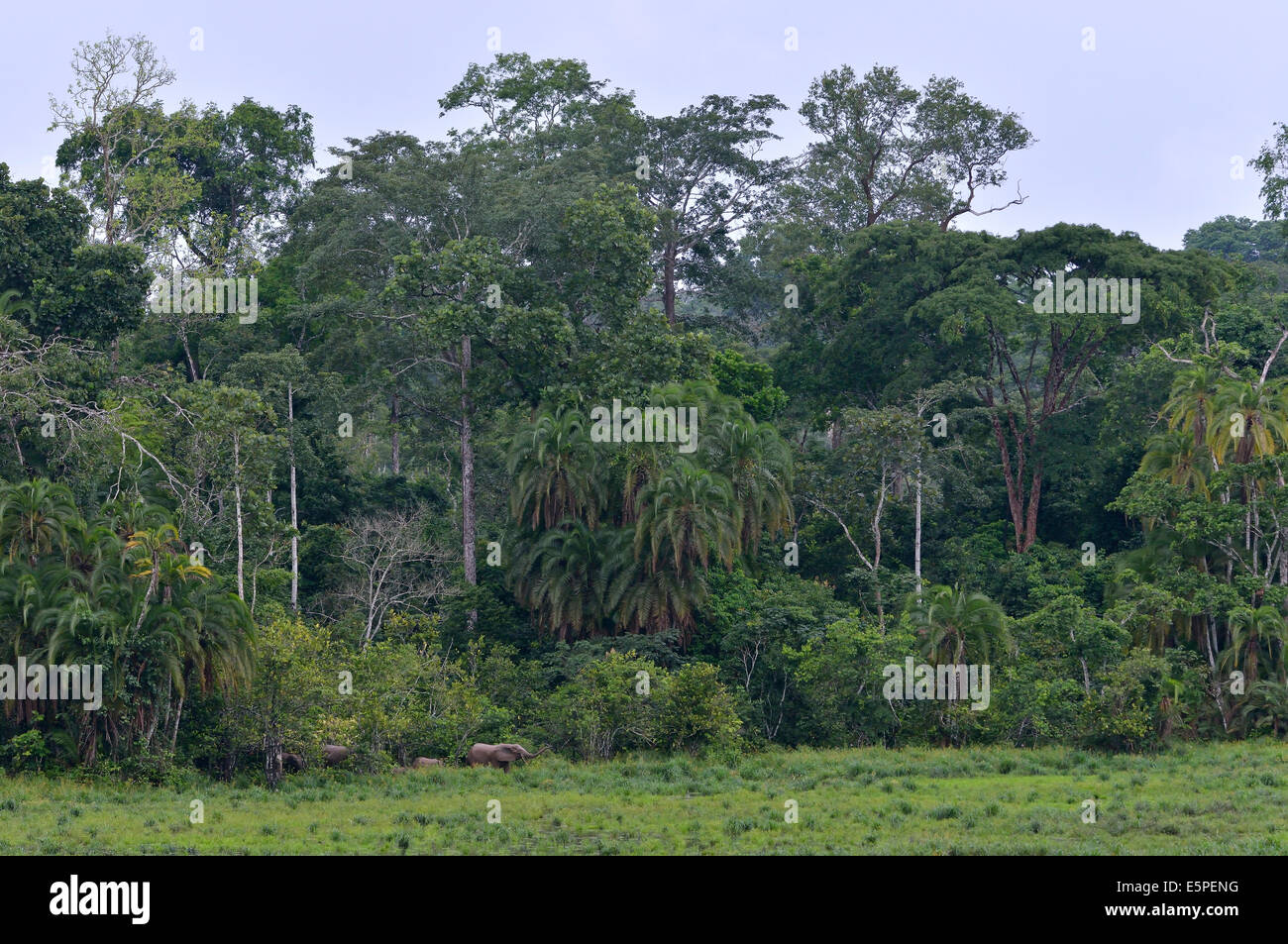 African Forest Elephant (Loxodonta cyclotis), Ndangaye clearing, area Sud Ovest, Camerun Foto Stock