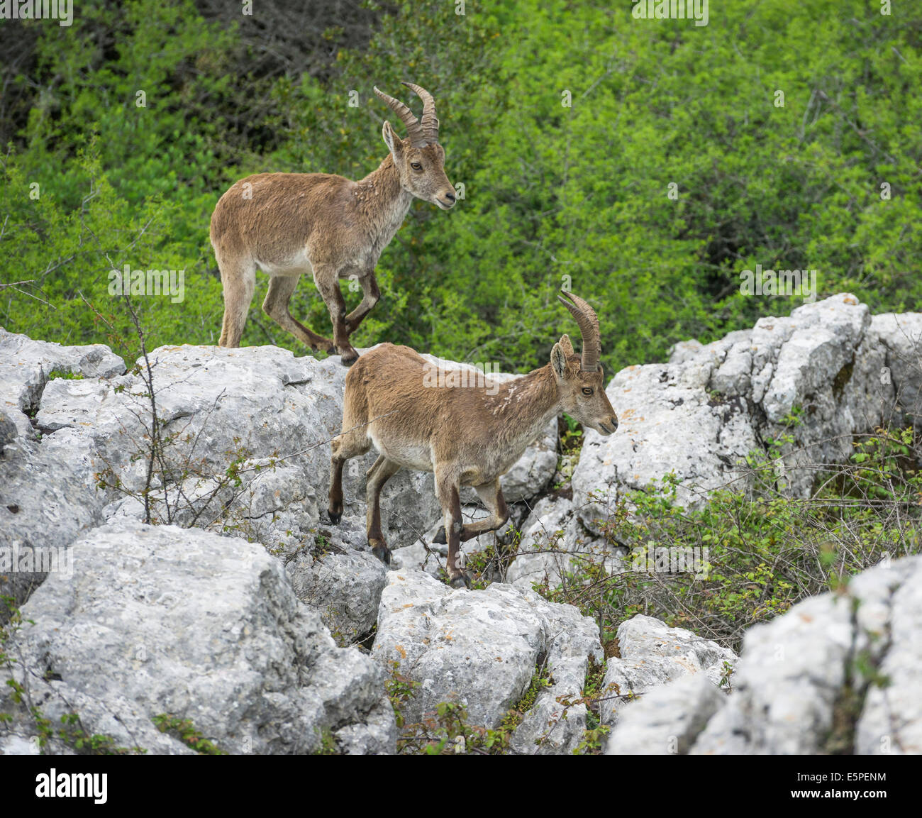 Lo spagnolo stambecchi (Capra pyrenaica pyrenaica), Antequera, Andalusia, Spagna Foto Stock