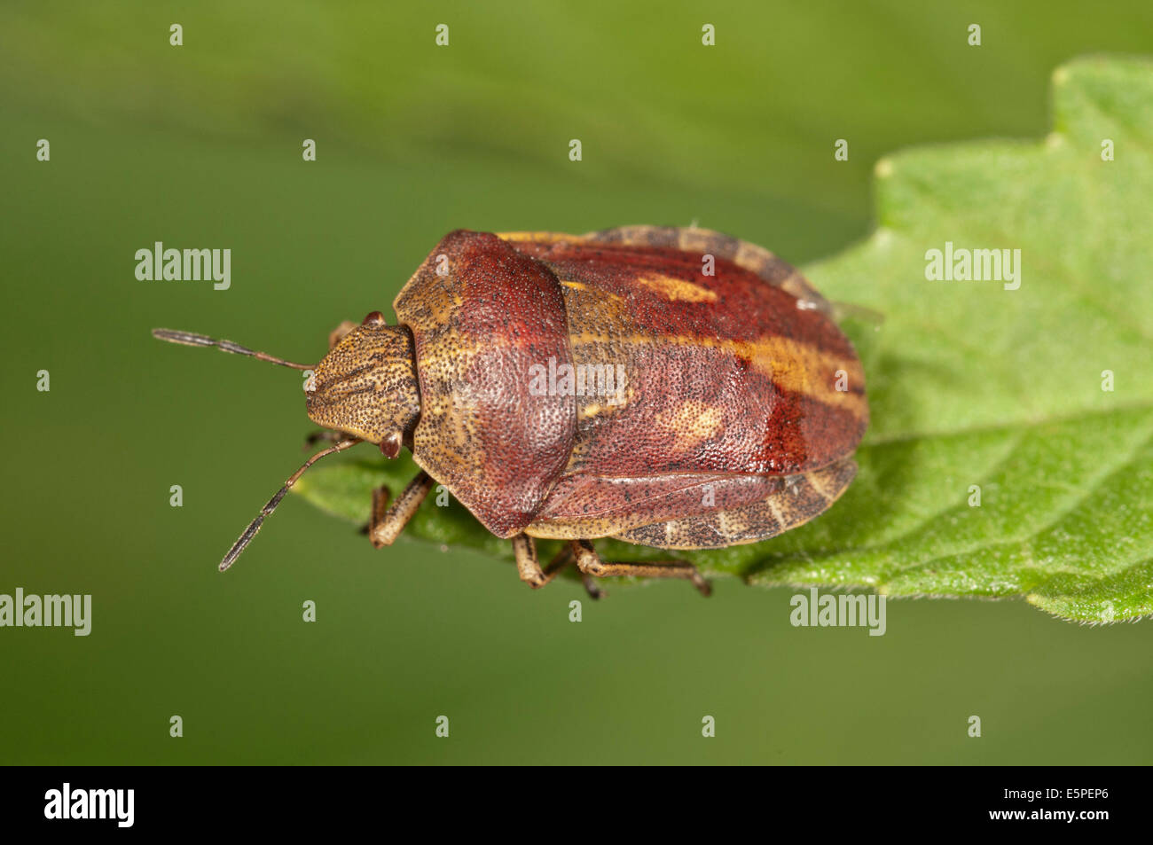 La protezione di specie di bug (Eurygaster "testudinaria), Baden-Württemberg, Germania Foto Stock