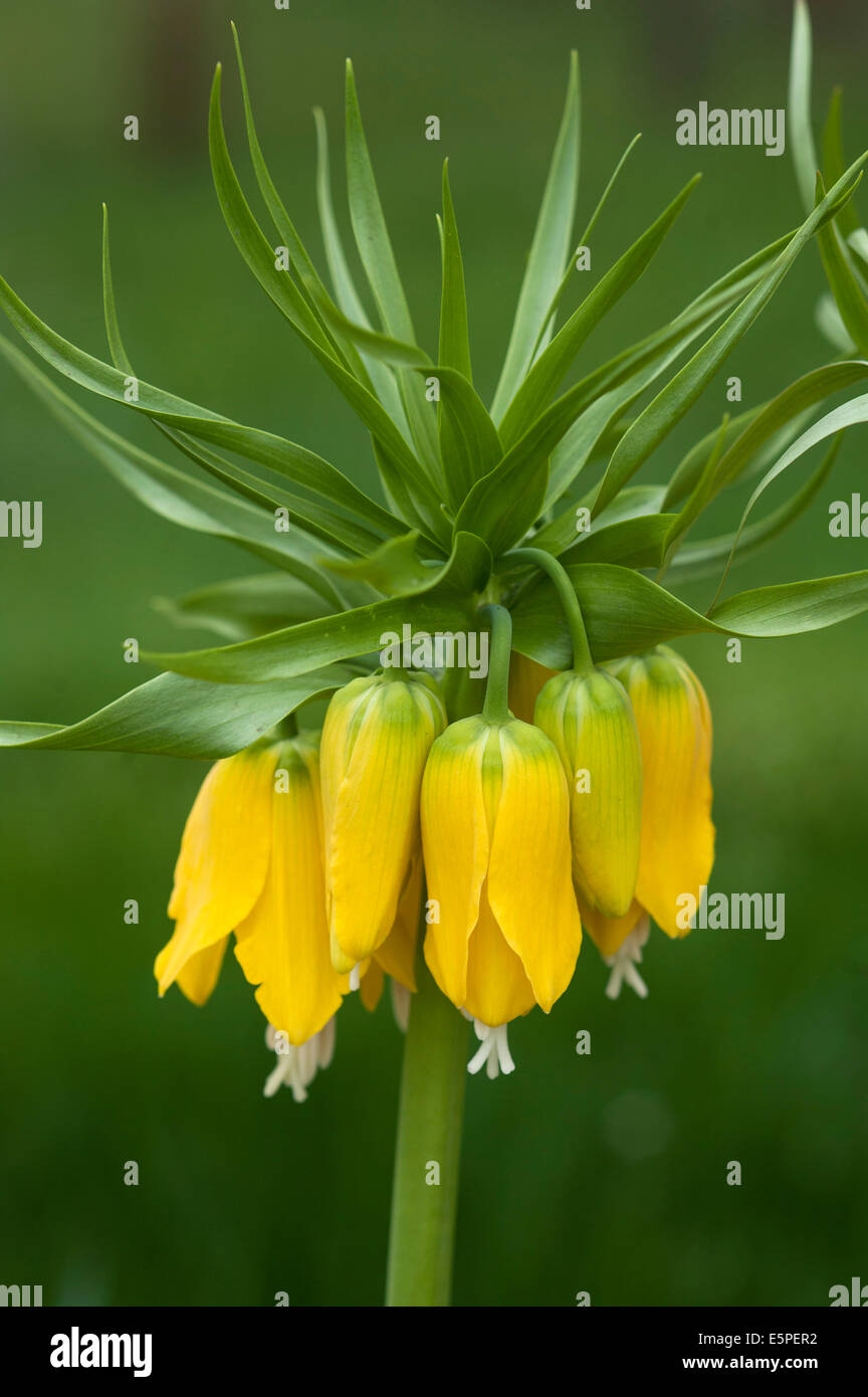 La corona imperiale (Fritillary Fritillaria imperialis), giallo-fioritura, Baviera, Germania Foto Stock