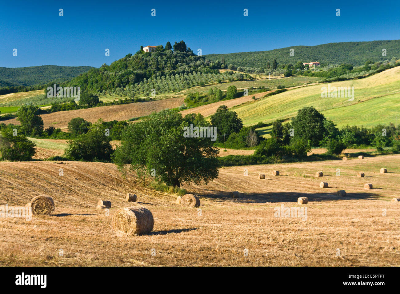 Haycock e alberi nella soleggiata campagna Toscana, Italia. Una piccola azienda agricola su una collina è visibile in background Foto Stock