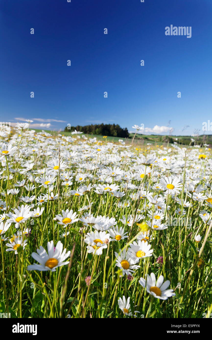 Flower prato con marguerites (Leucanthemum vulgare), Baden Wurttemberg, Germania, Europa Foto Stock