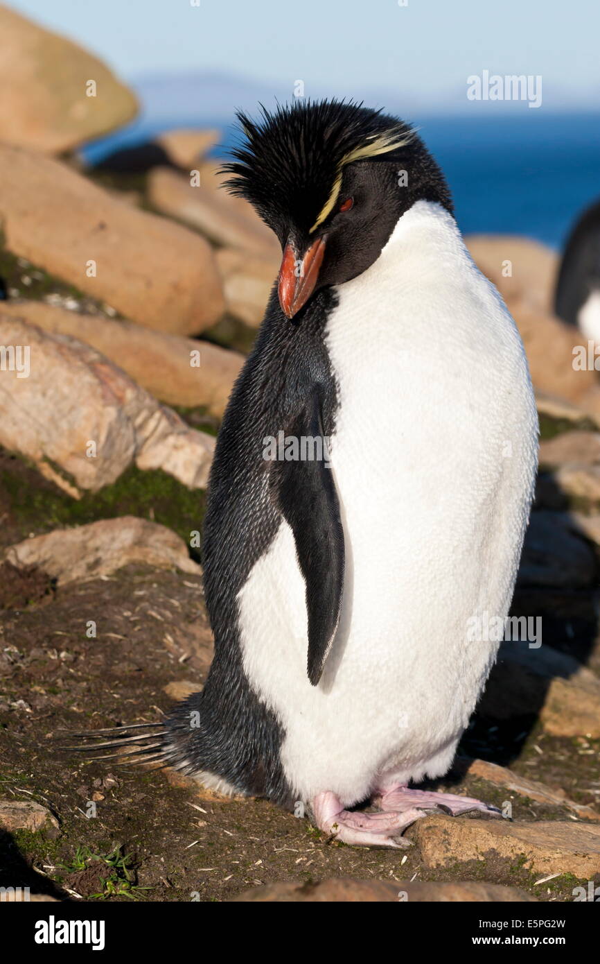 Pinguino saltaroccia (Eudyptes chrysocome) su una costa rocciosa, il collo, Saunders Island, Isole Falkland, Sud America Foto Stock