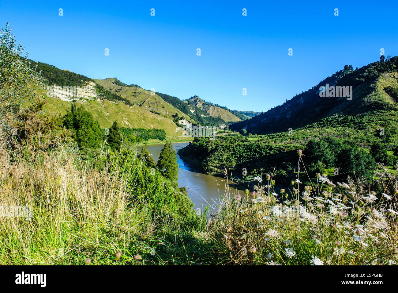 Vista sul Fiume Whanganui nella verde e lussureggiante campagna, Whanganui River Road, North Island, Nuova Zelanda, Pacific Foto Stock