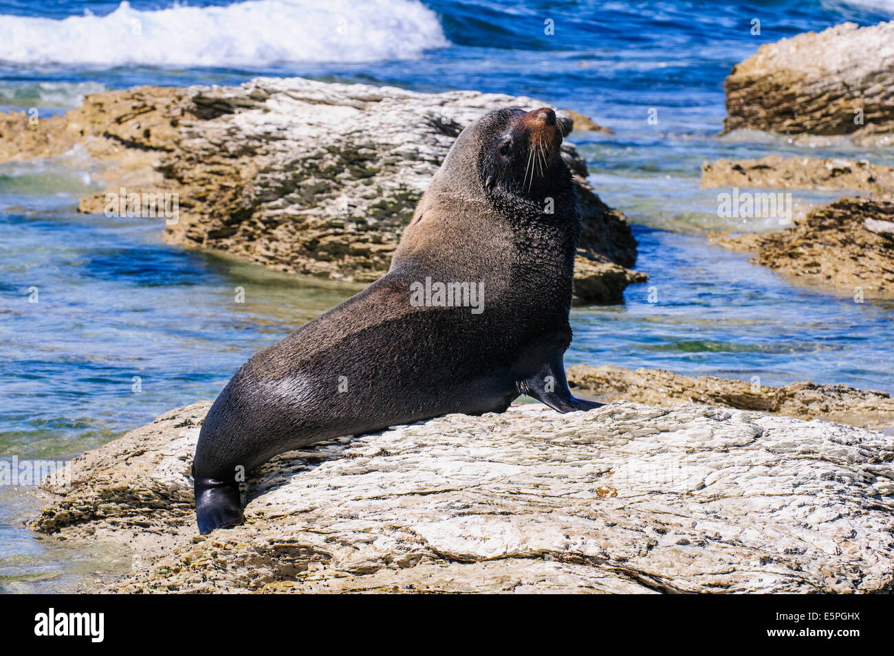 Pelliccia sigillo (Callorhinus ursinus), Kaikoura Peninsula, South Island, in Nuova Zelanda, Pacific Foto Stock