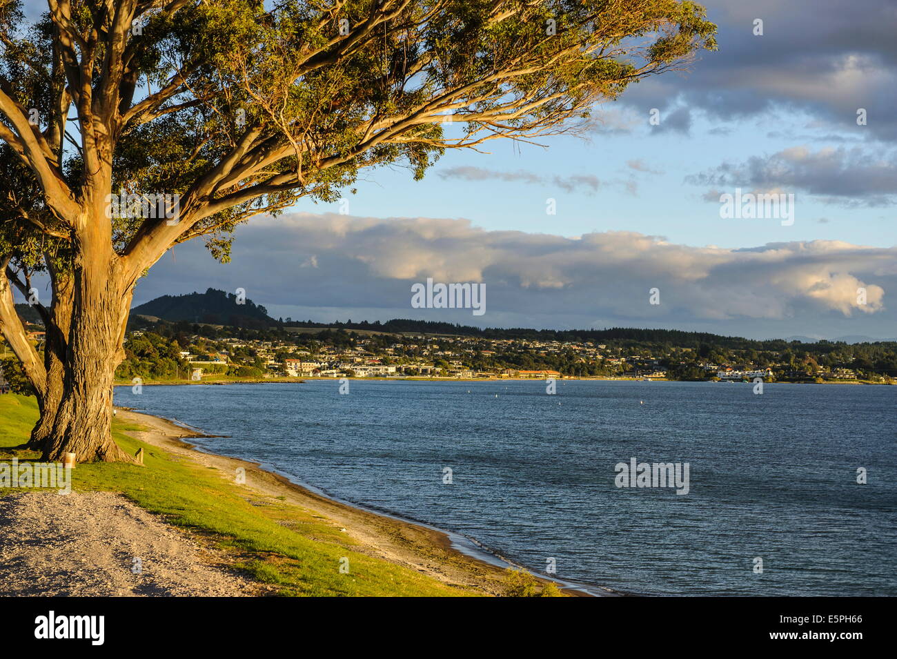 Nel tardo pomeriggio la luce al tramonto sulle rive del Lago Taupo, Isola del nord, Nuova Zelanda, Pacific Foto Stock