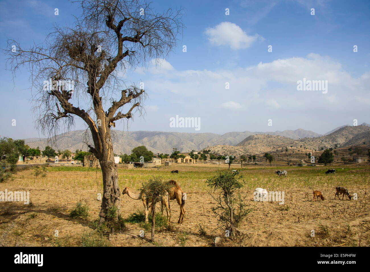 Cammelli al pascolo, lungo la strada che da Massaua ad Asmara, Eritrea, Africa Foto Stock