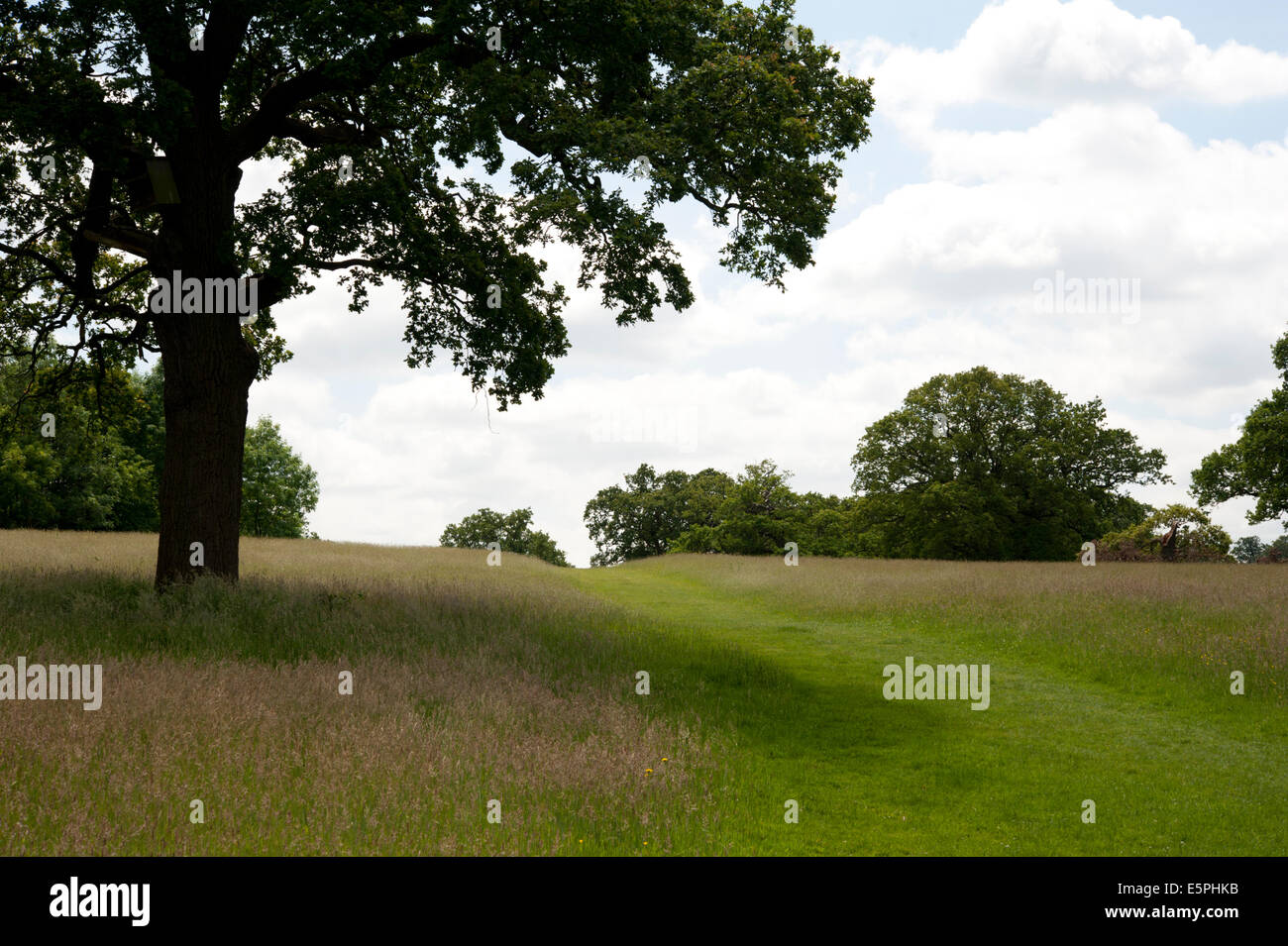 Vista del parco a Hatchlands Park East Clandon, Surrey, Regno Unito. Foto Stock