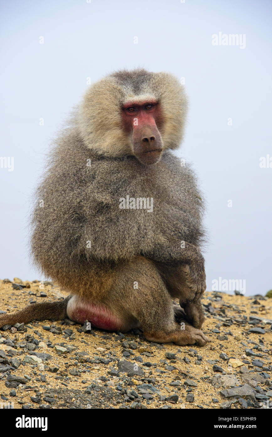 Hamadryas baboon (Papio hamadryas), lungo la strada che da Massaua ad Asmara, Eritrea, Africa Foto Stock