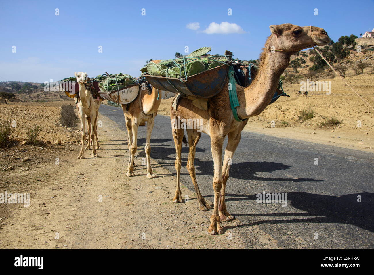 Camel caravan lungo la strada da Asmara a Qohaito, Eritrea, Africa Foto Stock