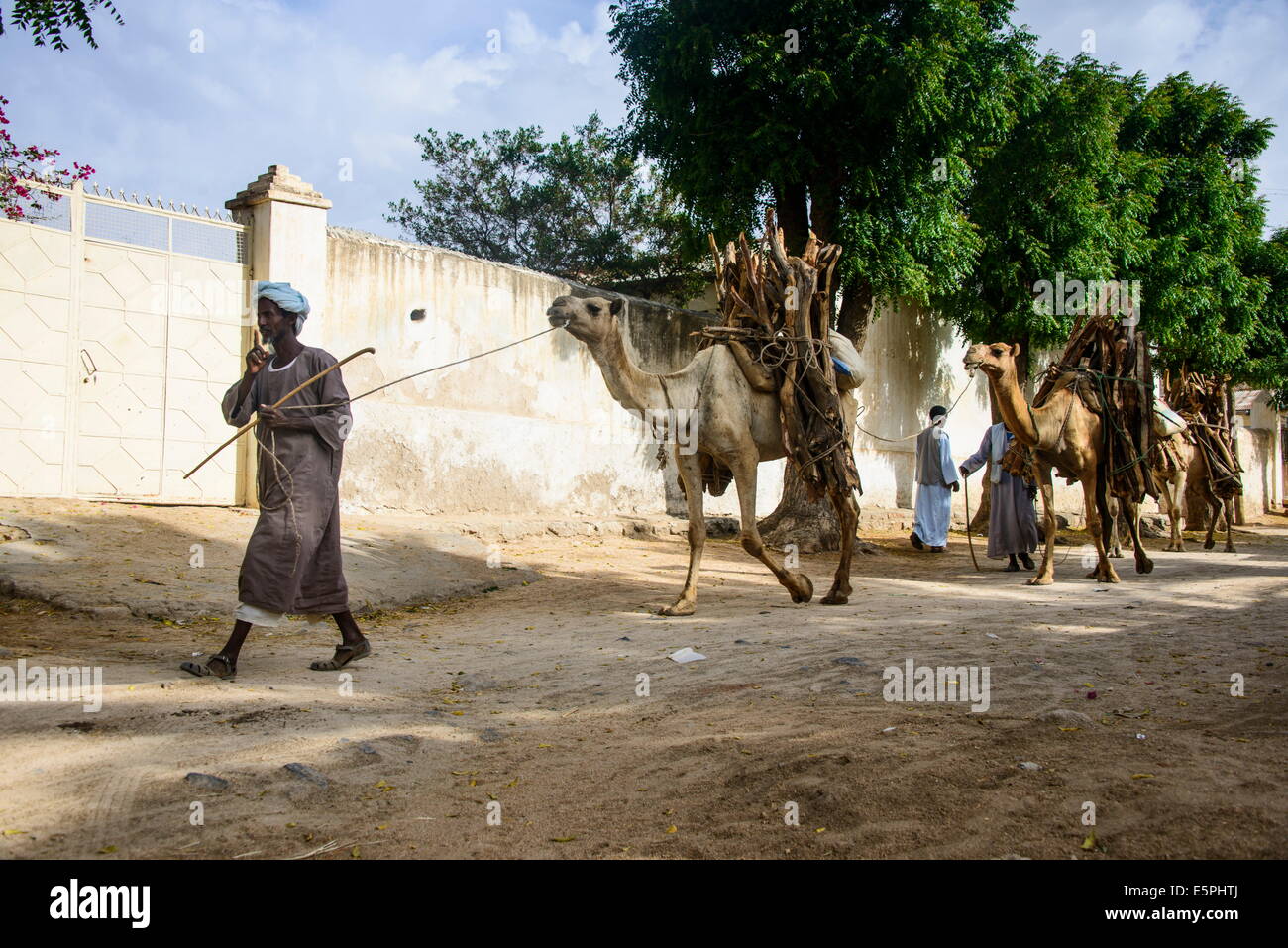 Camel caravan a piedi con legna da ardere attraverso Keren, Eritrea, Africa Foto Stock
