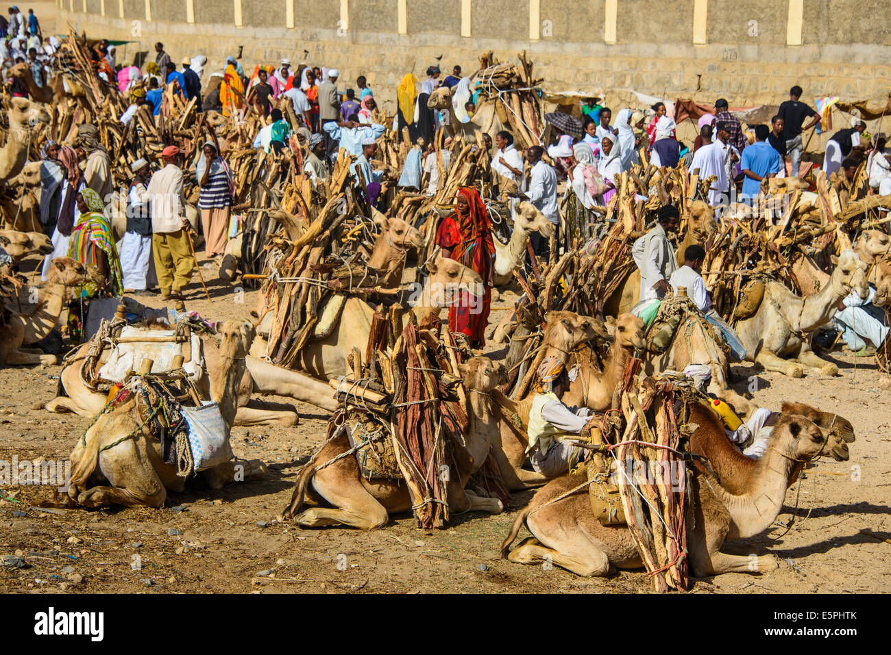 Cammelli caricata con legna al lunedì mercato di Keren, Eritrea, Africa Foto Stock