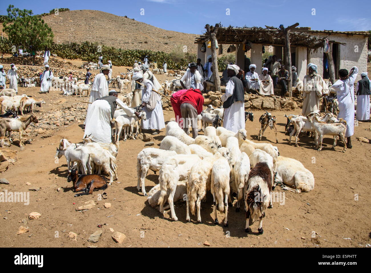 Lunedì il mercato degli animali di Keren, Eritrea, Africa Foto Stock