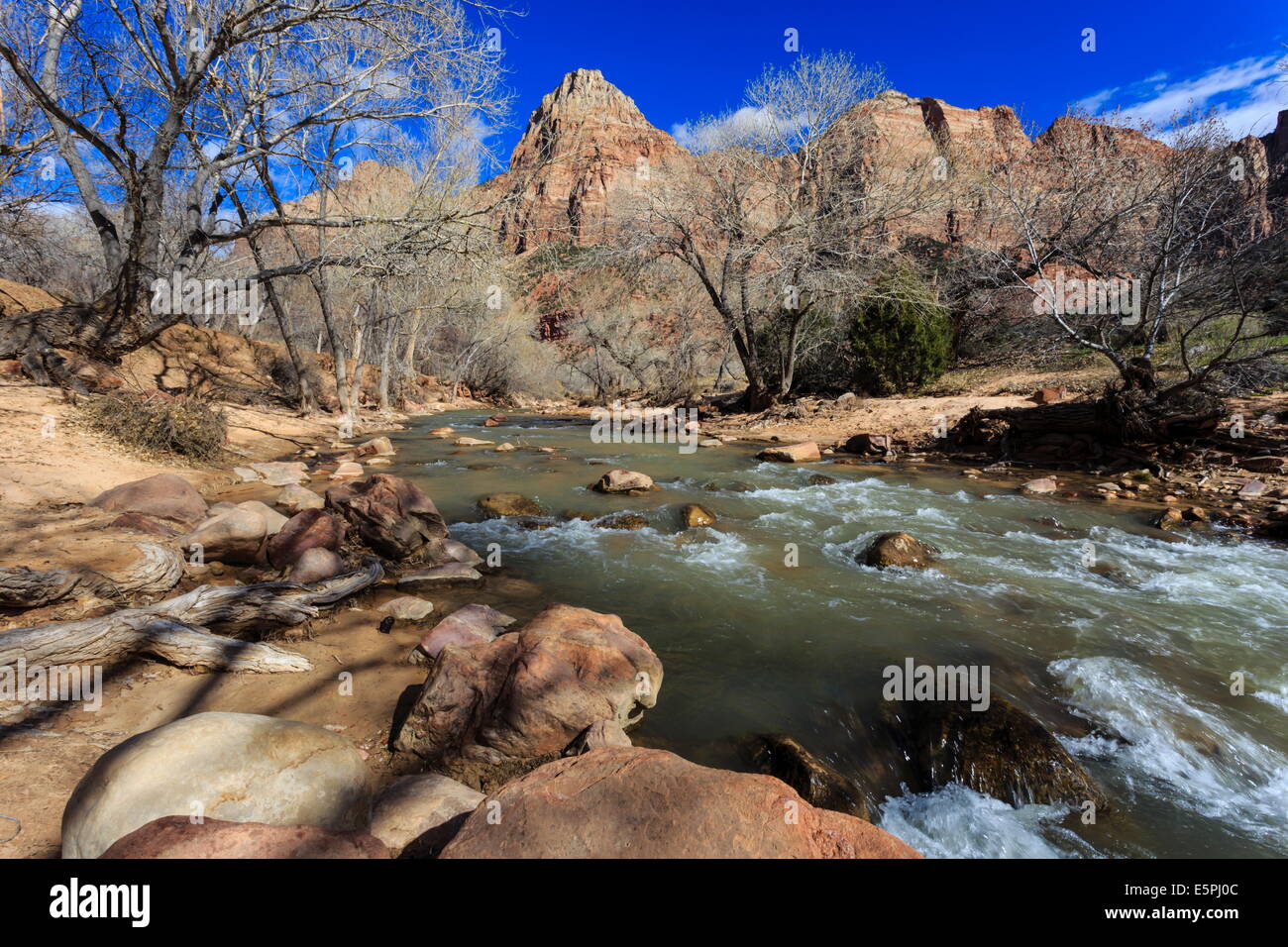 Rive del fiume vergine e inverno alberi, Pa'rus Trail, Parco Nazionale Zion, Utah, Stati Uniti d'America, America del Nord Foto Stock