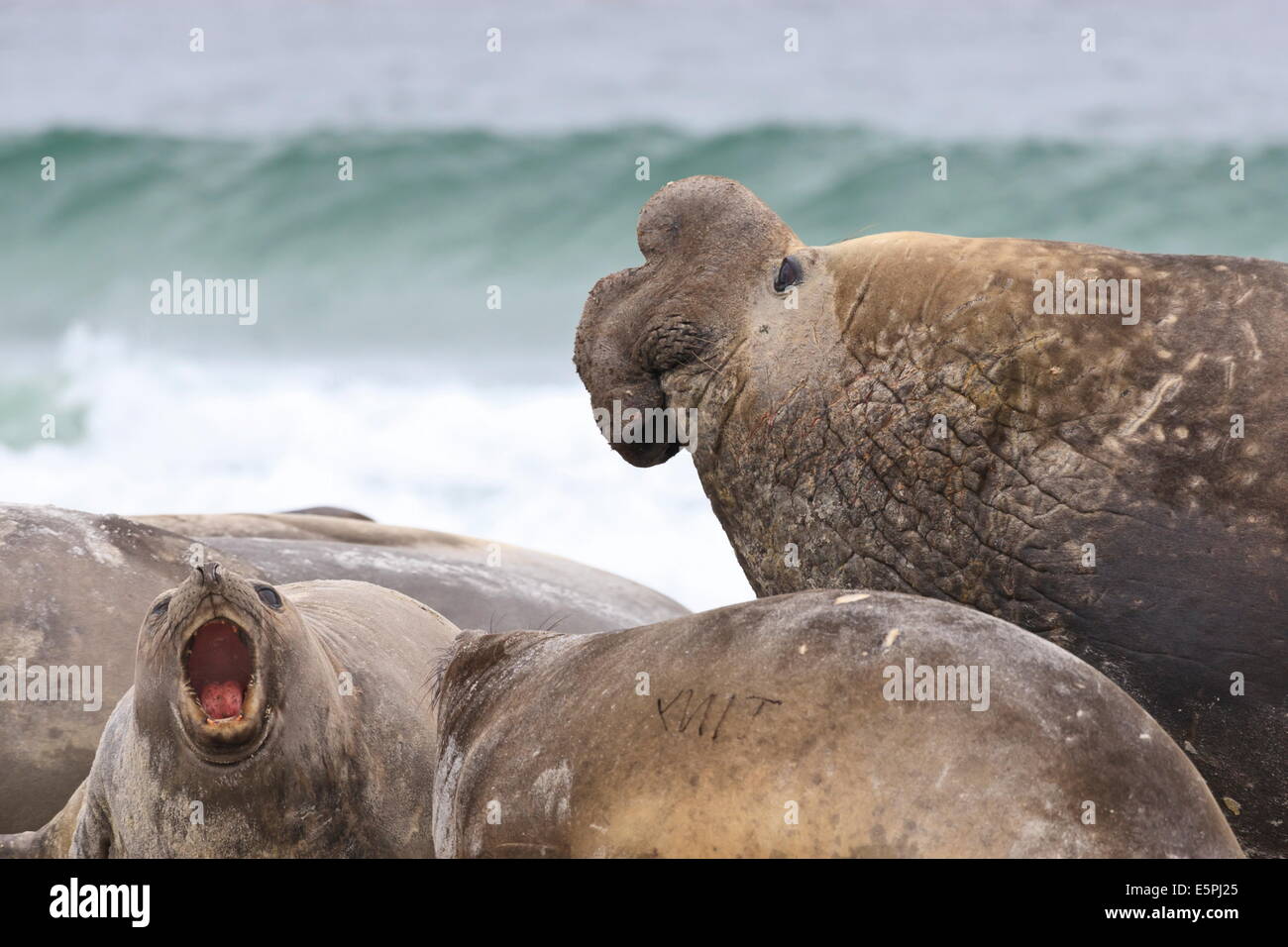 Elefante marino del sud (Mirounga leonina) bull norme le harem durante la stagione riproduttiva, Sea Lion Island, Isole Falkland Foto Stock