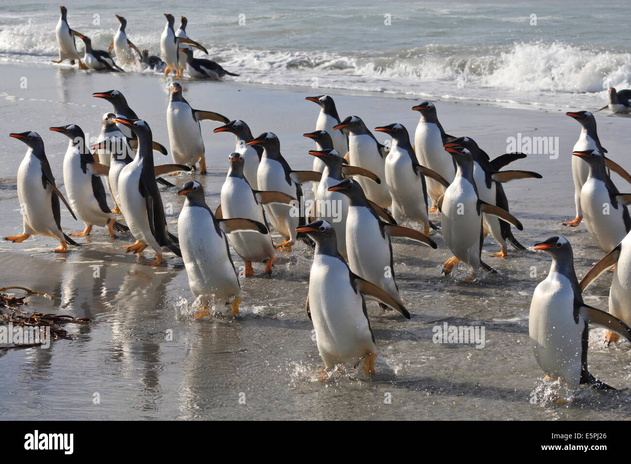 Grande gruppo di pinguini di Gentoo (Pygoscelis papua) emergono dal mare, Sea Lion Island, Isole Falkland, Sud America Foto Stock