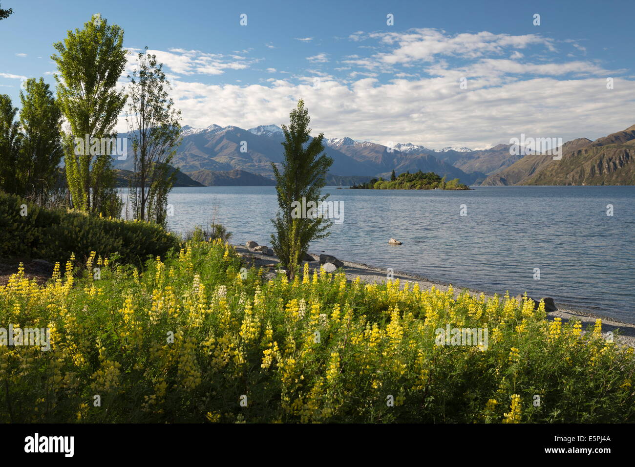 Fiori di Primavera sul Lago Wanaka, Wanaka, Otago, South Island, in Nuova Zelanda, Pacific Foto Stock