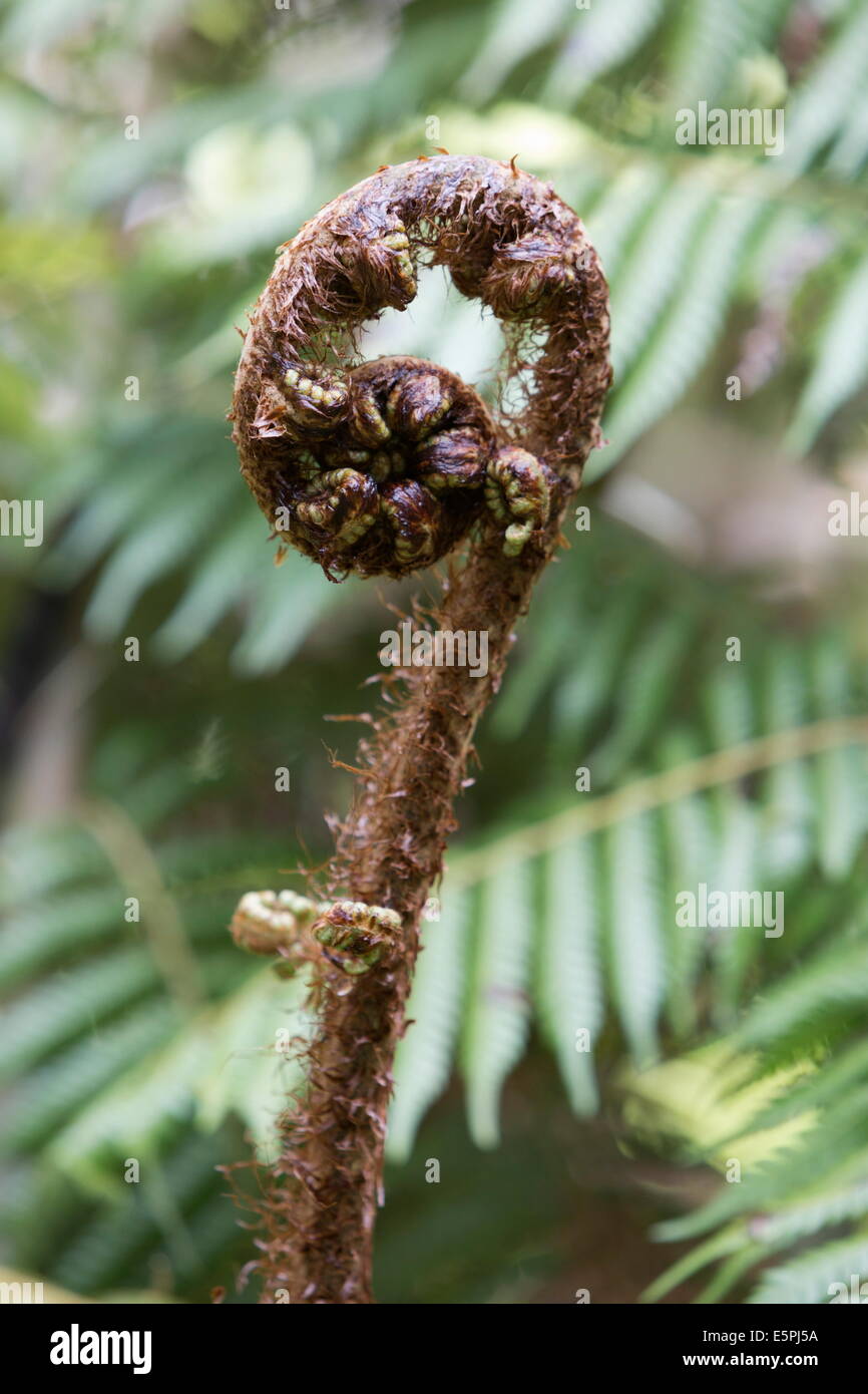 Koru conformato a spirale dispiegarsi silver fern fronde, Parco Nazionale di Fiordland, South Island, in Nuova Zelanda, Pacific Foto Stock