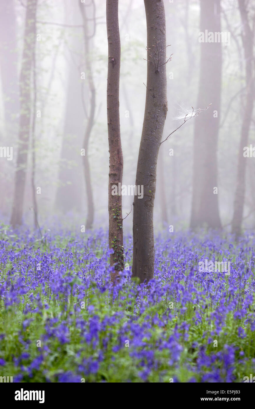 Bluebell wood nella nebbia mattutina, Oddington inferiore, Cotswolds, Gloucestershire, Regno Unito, Europa Foto Stock