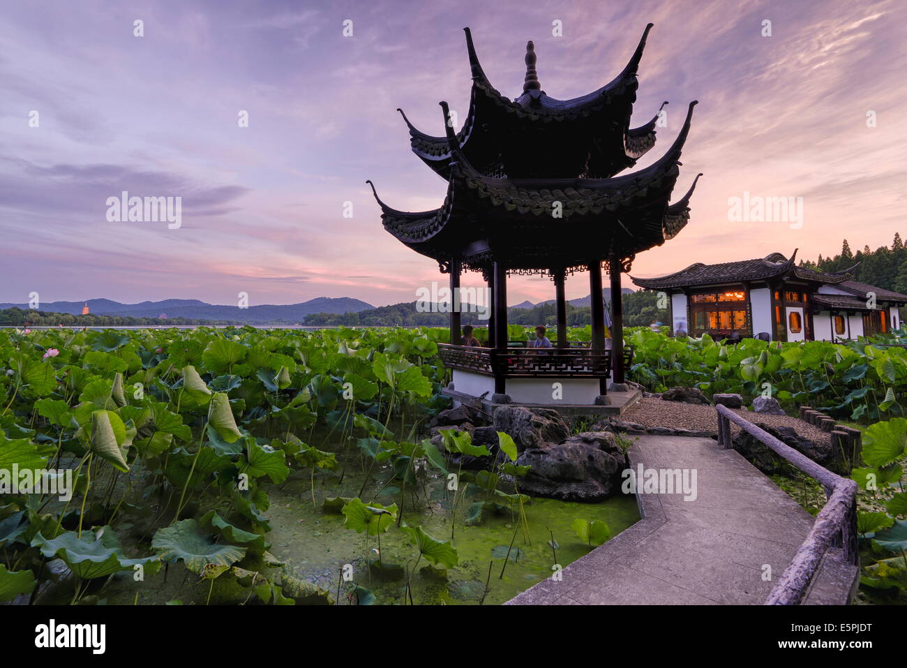 Pavilion, lotus campo e a zig zag a ponte West Lake, Hangzhou, Zhejiang, Cina e Asia Foto Stock