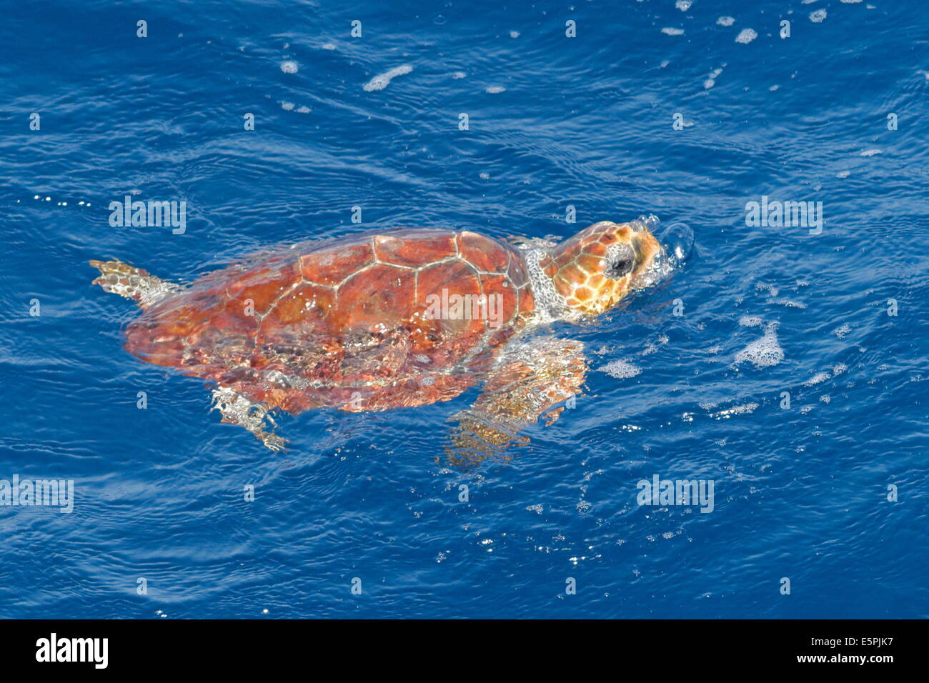 Il novellame di tartaruga marina Caretta - Caretta), stadio Oceanic, la respirazione in superficie, Atlantico nordorientale, offshore Marocco Foto Stock