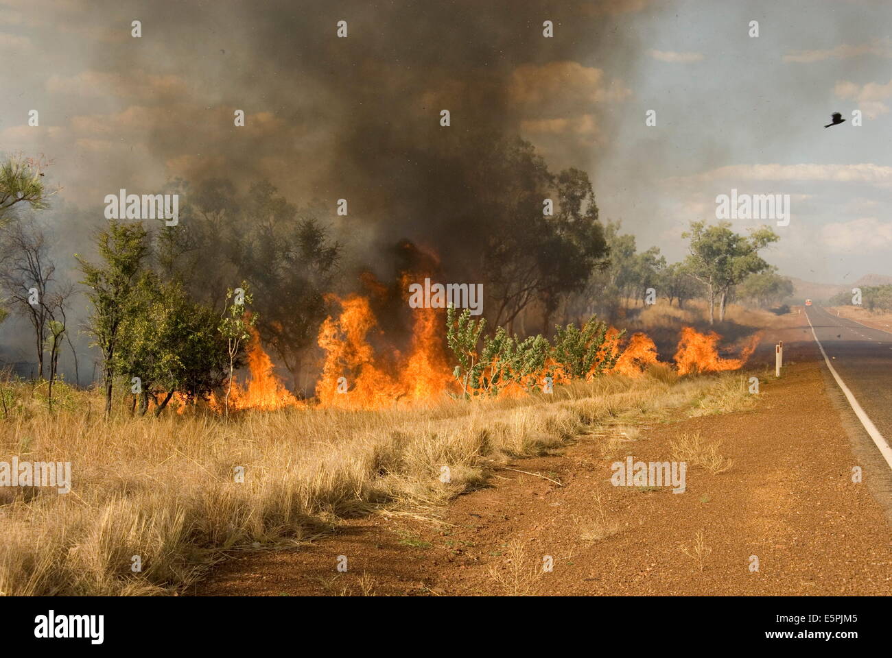 La prateria wildfire, Kununurra, Australia occidentale, Australia Pacific Foto Stock