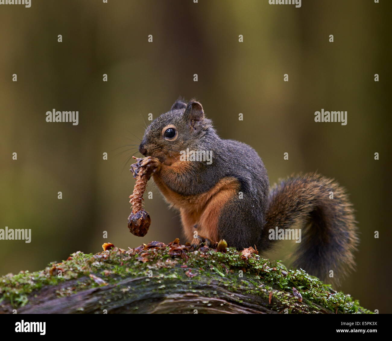 Douglas di scoiattolo (Tamiasciurus hudsonicus) mangiando una pigna, il Parco Nazionale di Olympic, nello Stato di Washington, USA Foto Stock